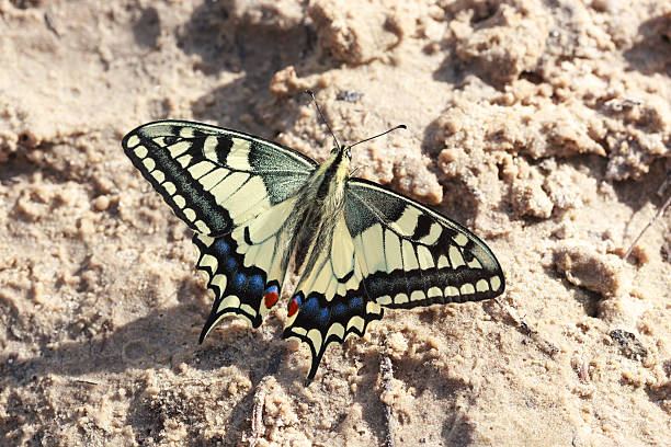 istock Papilio machaon, Old World Swallowtail 482351356