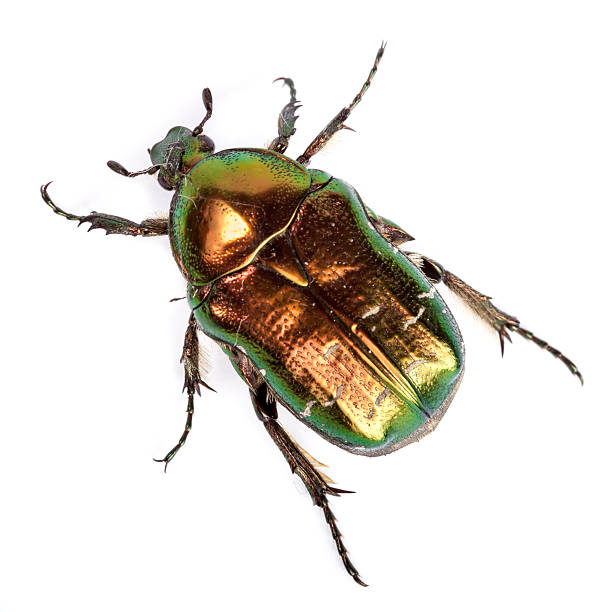istock Cetonia aurata, rose chafer. 482351460