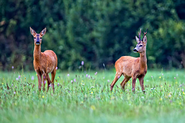 istock Buck deer with roe-deer in the wild 482351493