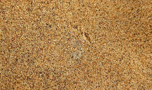 sidewinding snake under the namib sand - dieren netvlies stockfoto's en -beelden