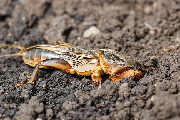 istock Gryllotalpa gryllotalpa, European mole cricket. 482351920