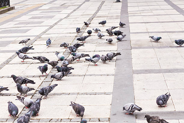 istock flock of pigeons 482351978