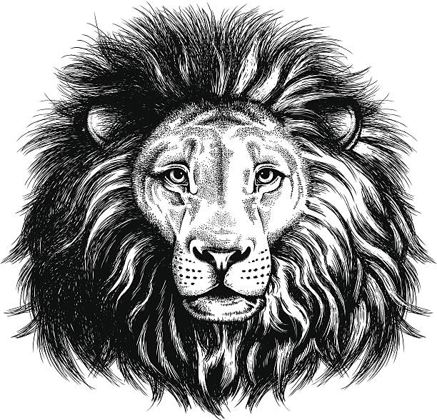 인물 사진 lion - animal animal themes illustration and painting animal head stock illustrations