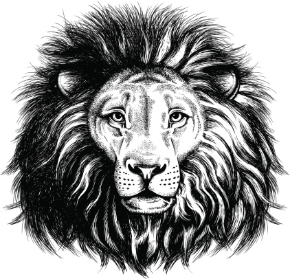 Black and white vector sketch of a majestic lion's face