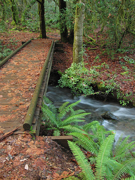 istock Leaf-Covered Footbridge Over Creek with Ferns 482352140