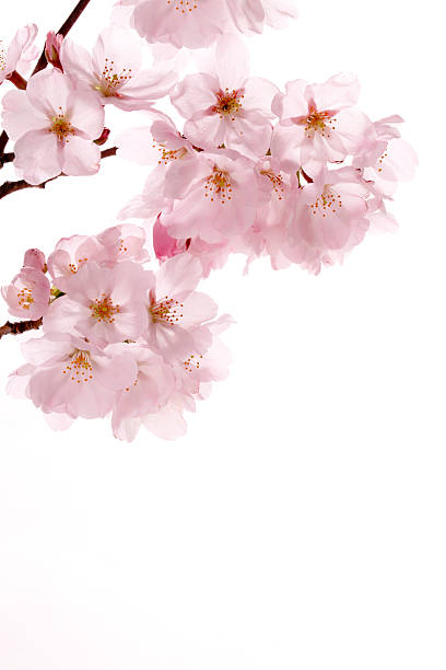 istock Pink cherry blossom sakura on white 482352563