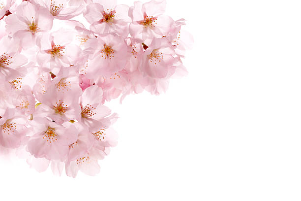 istock Pink cherry blossom sakura on white 482352571