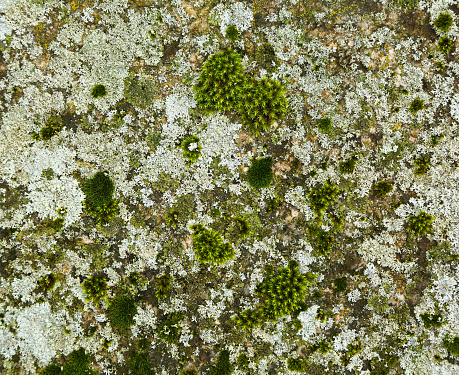 Large stone outdoors covered with moss. texture, background.