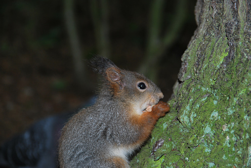 Red and Grey squirrel eating on a tree while looking at camera