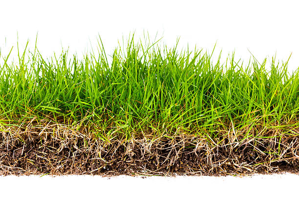 istock Fresh spring green grass with soil isolated on white background. 482353623