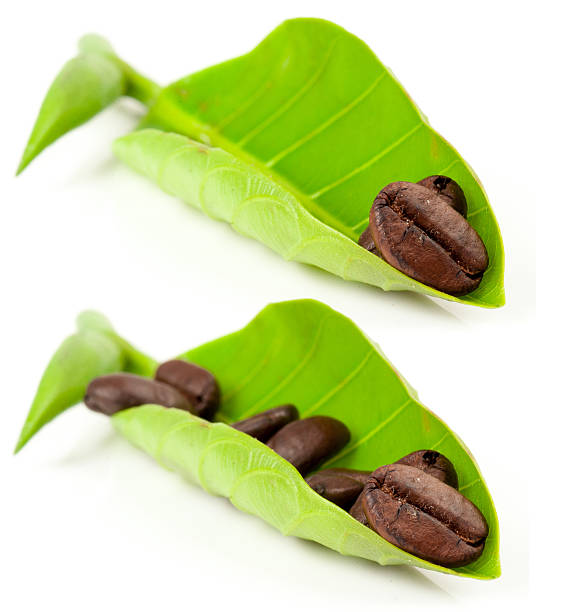 coffee grains and leaves