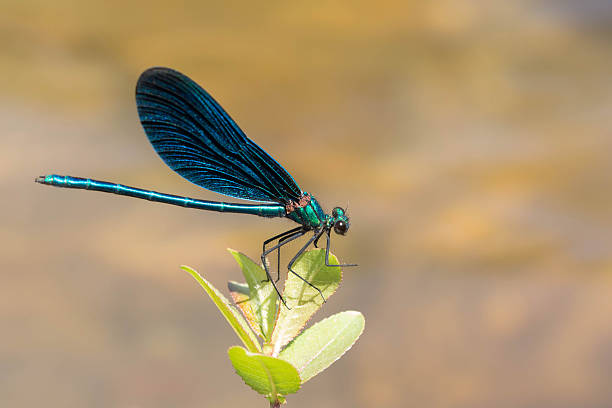 istock Beautiful demoiselle damselfly (Calopteryx virgo) 482355944