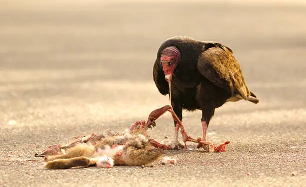A turkey vulture eating carrion on a roadway