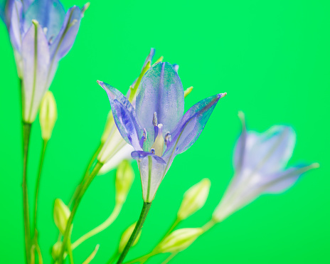 fresh brodiaea flower, cluster-lily, on green background