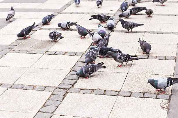 istock flock of pigeons 482356634