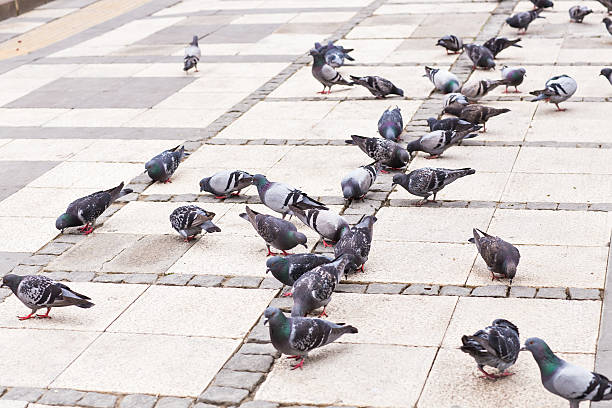 istock flock of pigeons 482356638