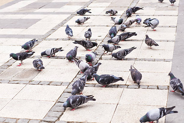 istock flock of pigeons 482356646