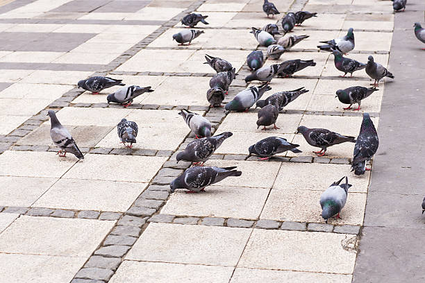 istock flock of pigeons 482356662