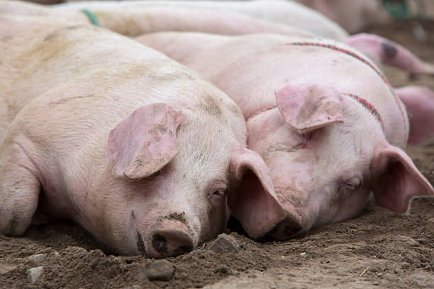 istock Pink pig wallowing in the mud 482357588