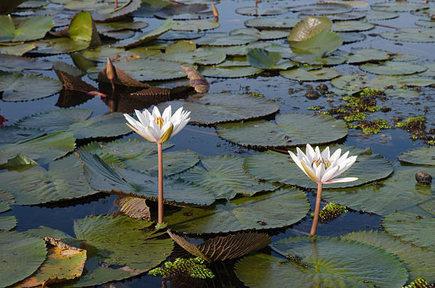 istock water lilies floating on a lake 482358166
