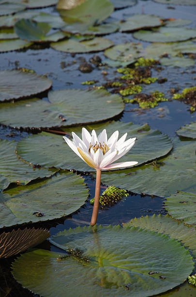 istock water lilies floating on a lake 482358258