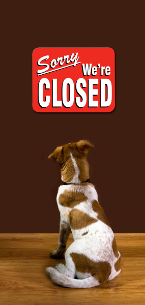 Puppy looking at closed sign.