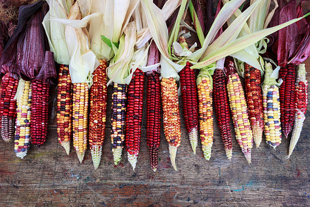 列のマルチカラーのトウモロコシ、素朴なテーブルを配しております。 - autumn corn indian corn decoration ストックフォトと画像