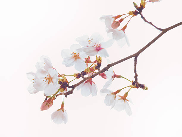 Cтоковое фото Йосино вишня в полном цвету �в небо фон