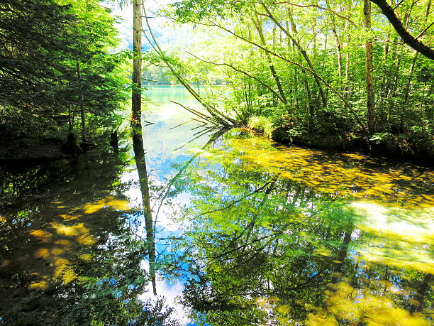 istock Summer of Kamikochi 482359146