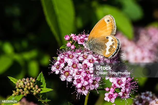 Pearly Heath Stock Photo - Download Image Now - 2015, Animal Antenna, Animal Body Part