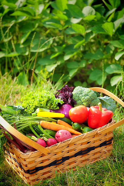 istock Basket of Fresh Vegetable from the Garden 482360029