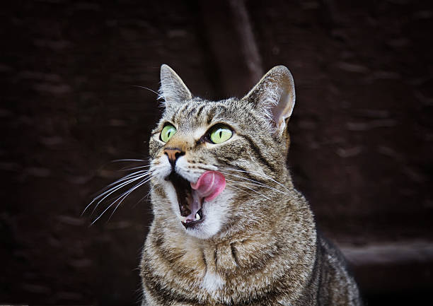 Close-up of laying white and brown cat with closed eyes and licking its pad with beautiful pink tongue.