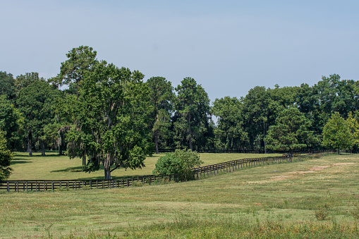 Bermuda grass pasture in July with stately live oaks and dripping spanish moss