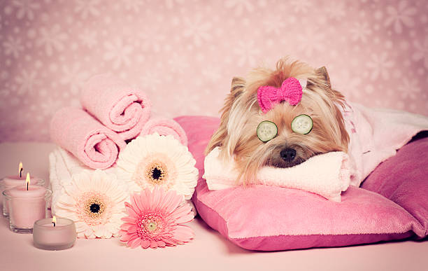 istock Yorkshire Terrier Dog Day at the Spa 482360423