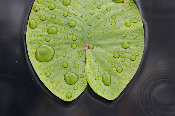 Feuilles de nénuphar. - Photo