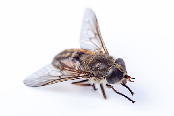 istock Tabanus bovinus, Pale giant horse-fly. 482360530