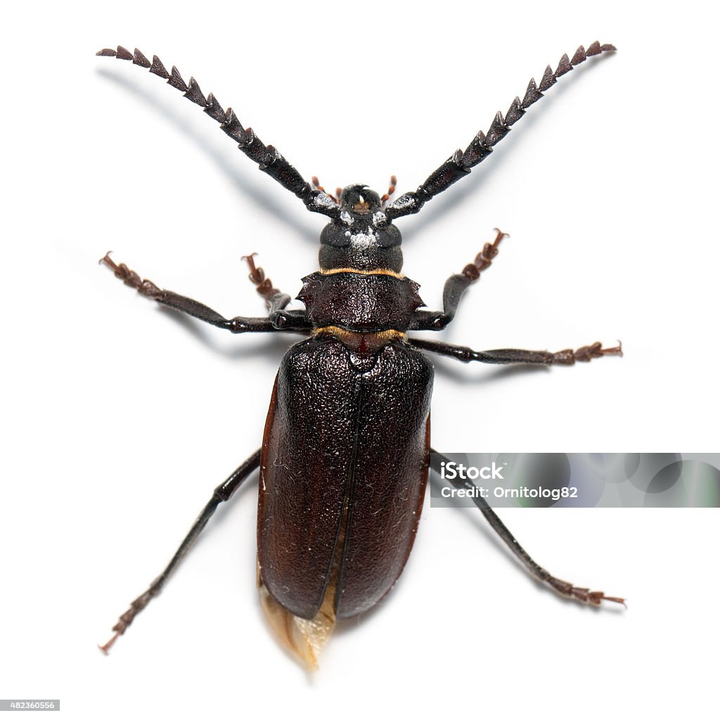 Ð£ÑÐ°Ñ-ÐºÐ¾Ð¶ÐµÐ²Ð½Ð¸Ðº, Prionus coriarius, Sawing Beetle.  fe Prionus coriarius, Sawing Beetle. female Beetle Stock Photo