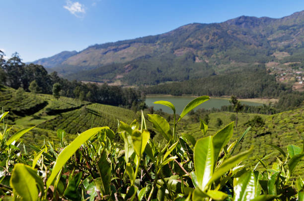 istock Green tea leaves on tea plantation valley background 482360658