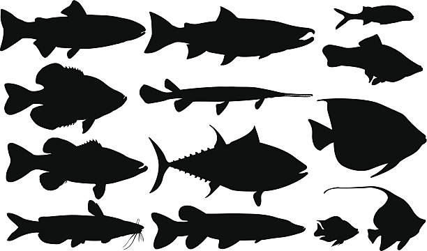 illustrazioni stock, clip art, cartoni animati e icone di tendenza di pesce - tuna fish silhouette saltwater fish