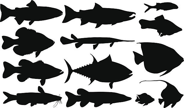 fish set of different fish silhouettes fish silhouettes stock illustrations