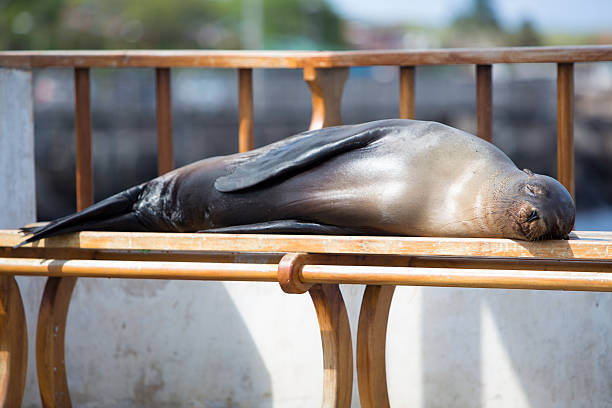A relaxed sea lion rests on the tiles of Santa Cruz Island in the Galapagos, Ecuador, showcasing its distinctive features and tranquil expression