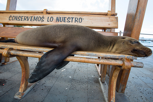 Sleeping Sea Lion on a bench in Puerto Baquerizo Moreno. Isla San Cristobal in the Galapagos Islands 2015