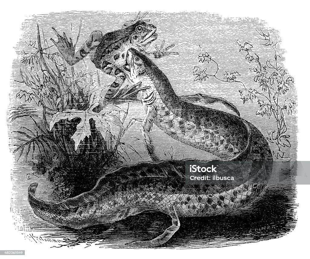 Antikes illustration of West African lungfish (Protopterus annectens) - Lizenzfrei Lungenfisch Stock-Illustration