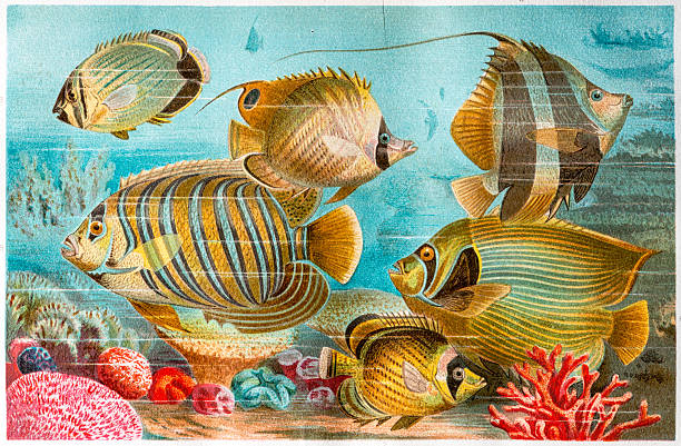 ilustrações de stock, clip art, desenhos animados e ícones de antiguidade cor ilustração de peixe-borboleta, coralfish e - - imperial angelfish