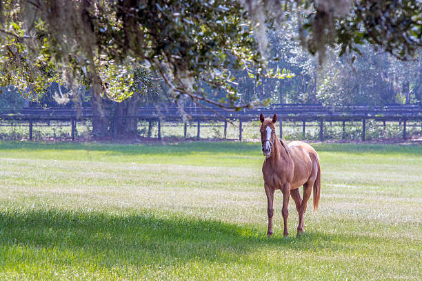 solo horse in a southern pasture - genç kısrak stok fotoğraflar ve resimler