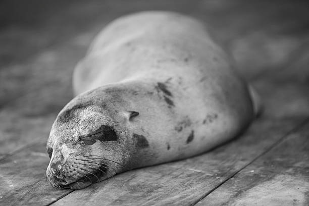istock Sleeping Sea Lion in the Galapagos 482361906