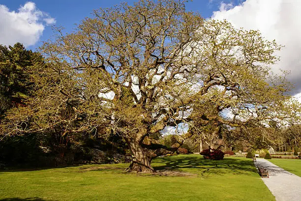 Gardens Muckross Killarney National Park, Ireland