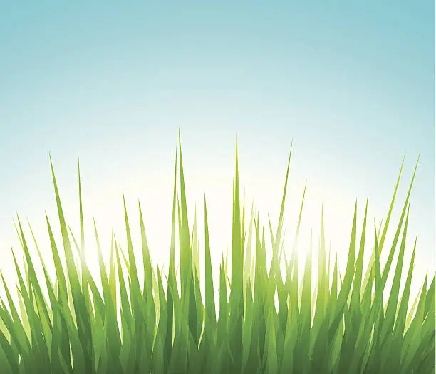 Vector illustration of Green grass