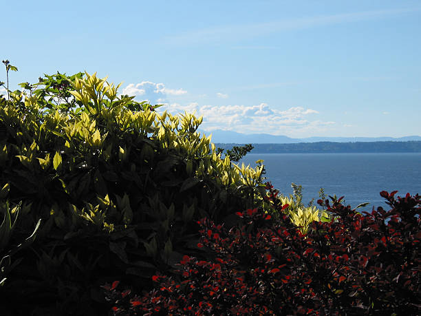 istock Backlit Foliage in Front of Puget Sound 482364196