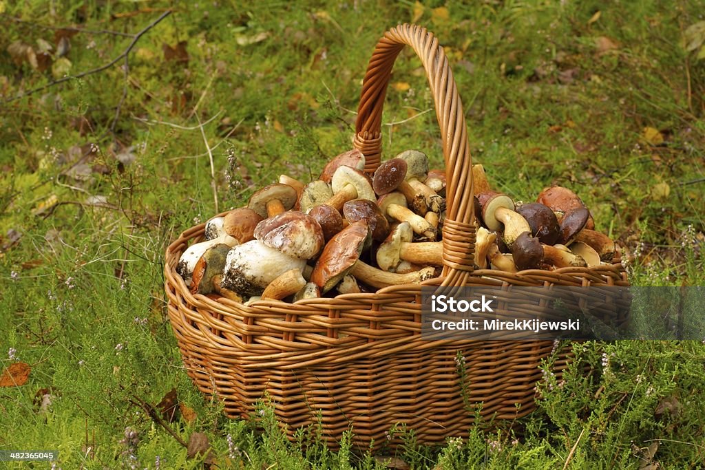 In rapida espansione, cesto di vimini pieno di funghi - Foto stock royalty-free di Caccia di funghi